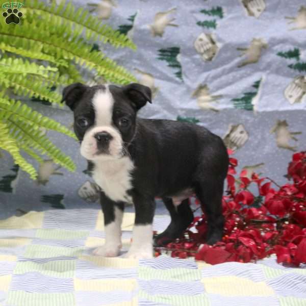 Gabe, Boston Terrier Puppy