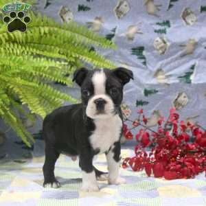 Gabe, Boston Terrier Puppy