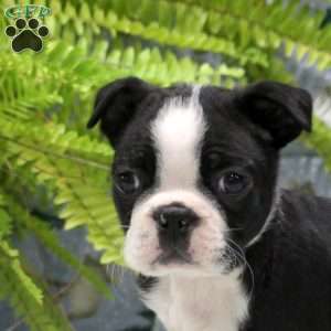 Gabe, Boston Terrier Puppy