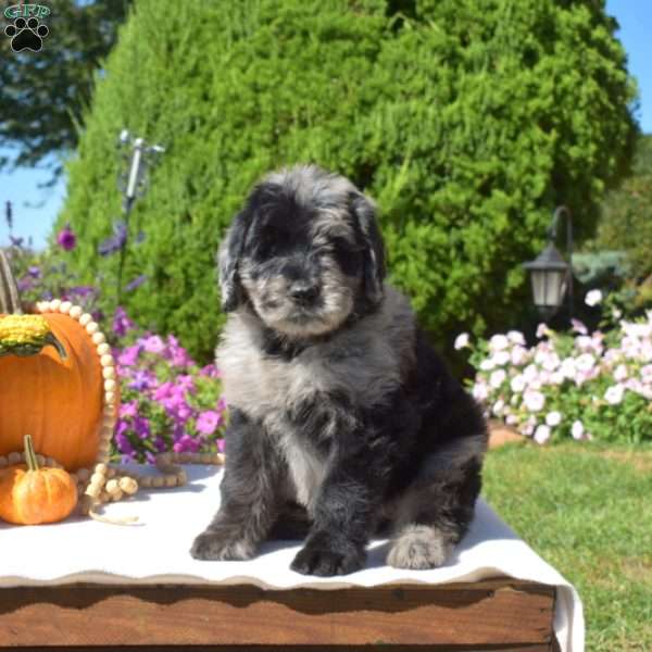 Gadget, Rottie-Poo Puppy
