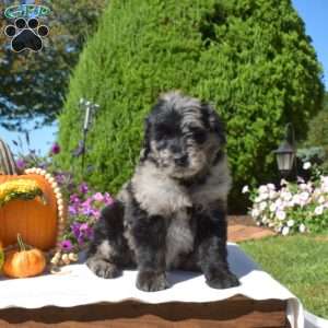 Gadget, Rottie-Poo Puppy
