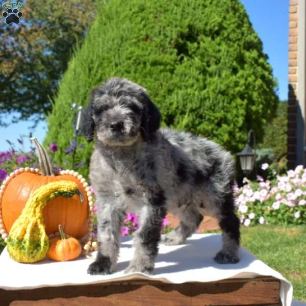 Galaxy, Standard Poodle Mix Puppy