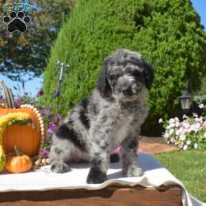 Galaxy, Standard Poodle Mix Puppy