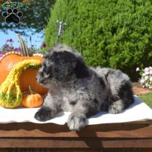Galaxy, Standard Poodle Mix Puppy