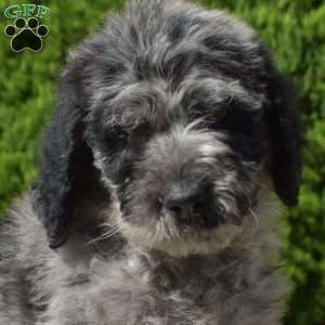 Galaxy, Standard Poodle Mix Puppy