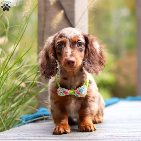 Garret, Dachshund Puppy