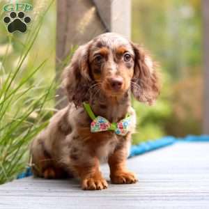 Garret, Dachshund Puppy