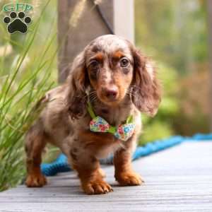 Garret, Dachshund Puppy