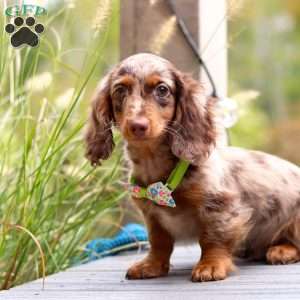 Garret, Dachshund Puppy