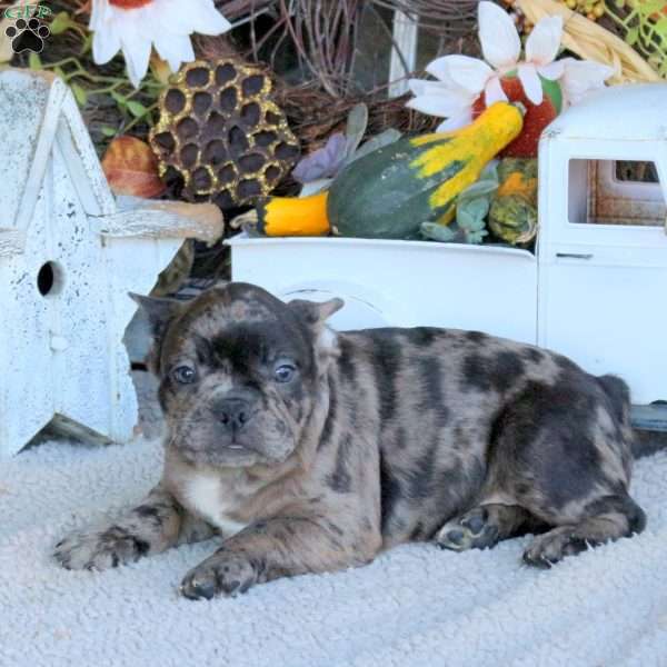 Garret, Frenchton Puppy