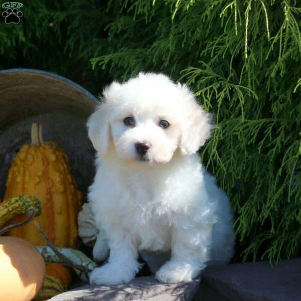 Garrett, Bichon Frise Puppy