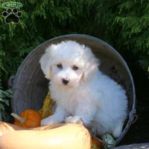 Garrett, Bichon Frise Puppy