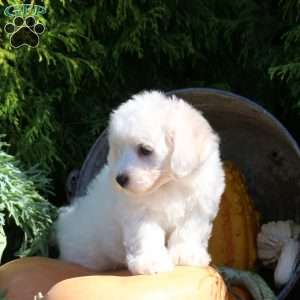 Garrett, Bichon Frise Puppy