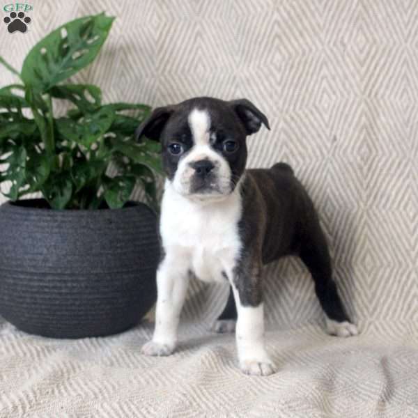 Garth, Boston Terrier Puppy