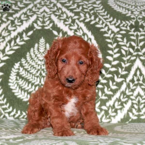 Gaston, Mini Goldendoodle Puppy