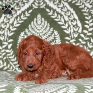 Gaston, Mini Goldendoodle Puppy