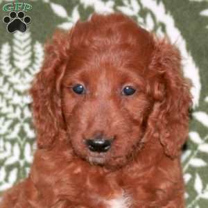 Gaston, Mini Goldendoodle Puppy