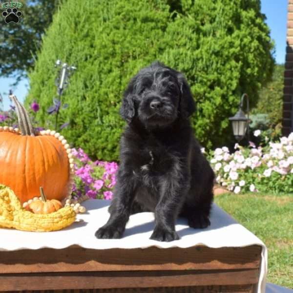 Gator, Rottie-Poo Puppy