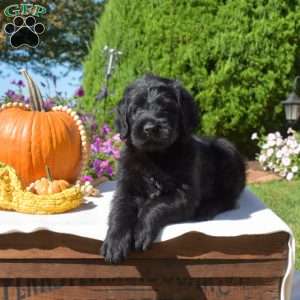 Gator, Rottie-Poo Puppy