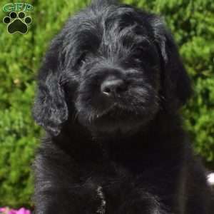 Gator, Rottie-Poo Puppy