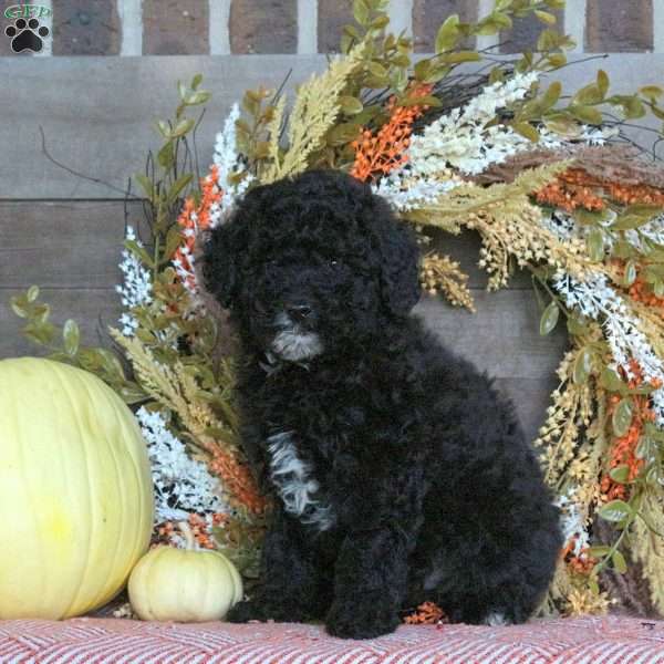 Gatsby, Miniature Poodle Puppy