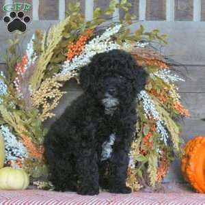 Gatsby, Miniature Poodle Puppy