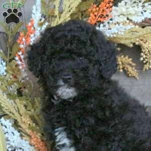Gatsby, Miniature Poodle Puppy