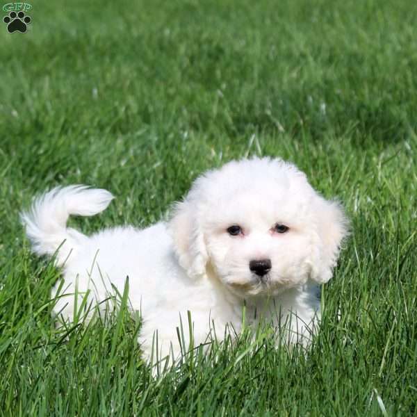 Gavin, Bichon Frise Puppy