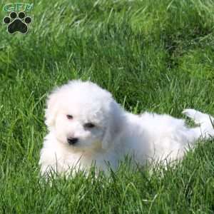 Gavin, Bichon Frise Puppy