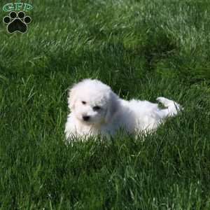Gavin, Bichon Frise Puppy