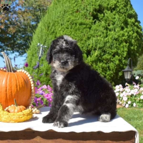 Gemma, Rottie-Poo Puppy
