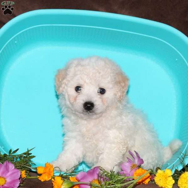 Gemma, Bichon Frise Puppy