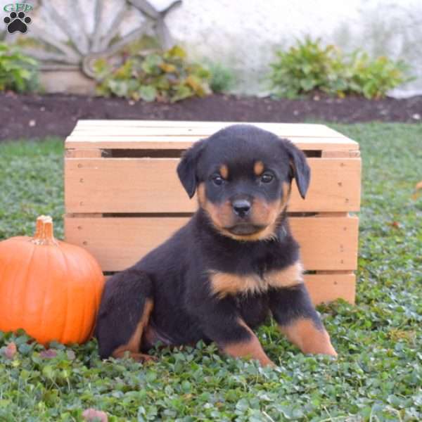 Gemma, Rottweiler Puppy