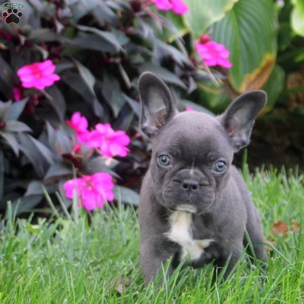 Gemma, Frenchton Puppy