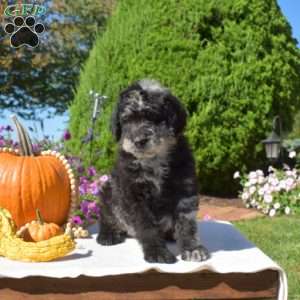 Gemma, Rottie-Poo Puppy