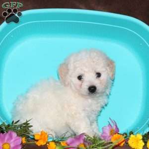 Gemma, Bichon Frise Puppy