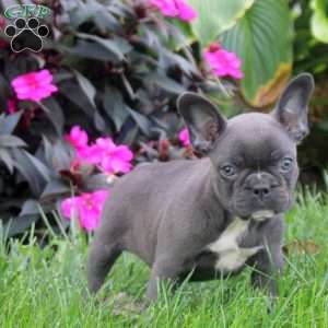 Gemma, Frenchton Puppy