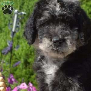 Gemma, Rottie-Poo Puppy