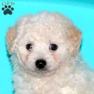 Gemma, Bichon Frise Puppy