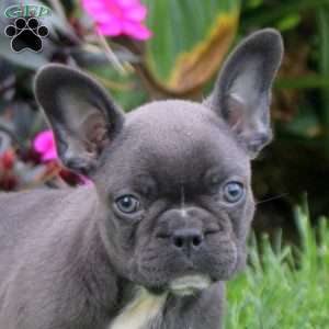 Gemma, Frenchton Puppy
