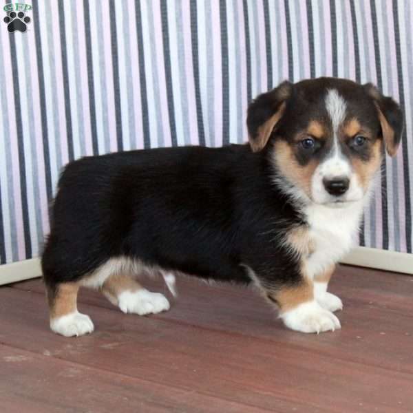 George, Welsh Corgi Mix Puppy