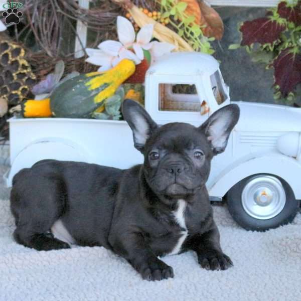 George, Frenchton Puppy
