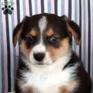 George, Welsh Corgi Mix Puppy