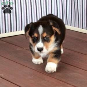 George, Welsh Corgi Mix Puppy
