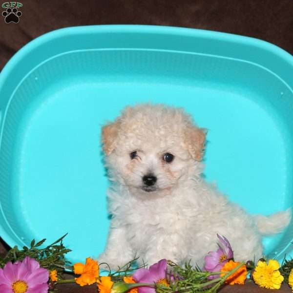 Georgia, Bichon Frise Puppy