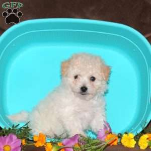 Georgia, Bichon Frise Puppy