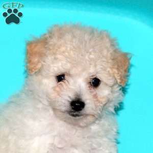 Georgia, Bichon Frise Puppy