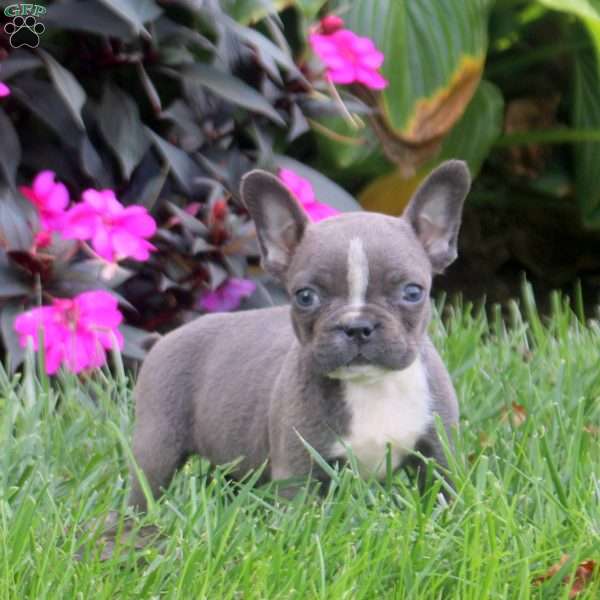 Gia, Frenchton Puppy