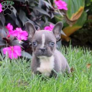 Gia, Frenchton Puppy