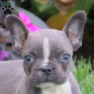 Gia, Frenchton Puppy